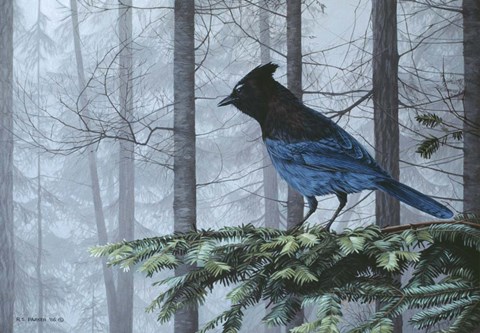 Framed Stellers Jay In Fog Print