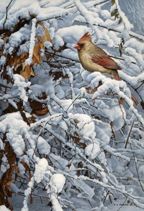 Framed Cardinal In Brambles Print
