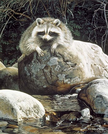 Framed Low Water - Raccoon Print