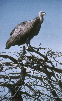 Framed Vulture Print