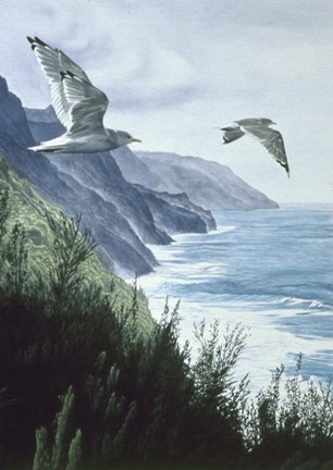 Framed Mew Gull Print