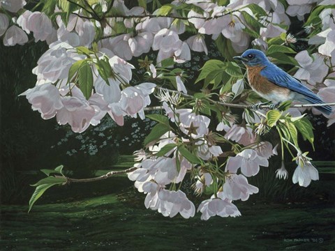 Framed Cherry Blossoms Print