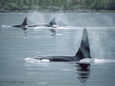 Framed Orcas Print