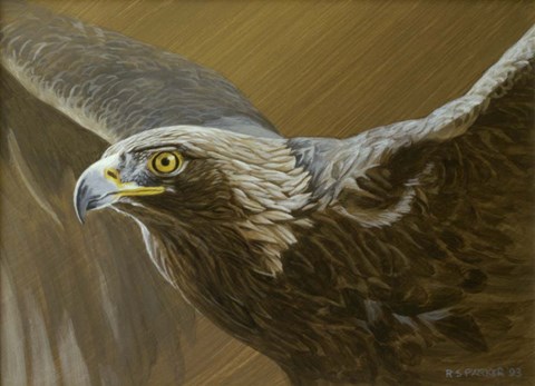 Framed Golden Eagle Print