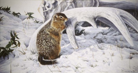 Framed Sic Sic And Moose Antler Print