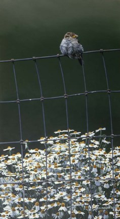 Framed House Sparrow &amp; Daises Print