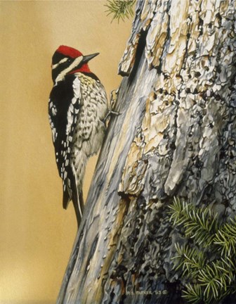 Framed Yellow Bellied Sapsucker Print