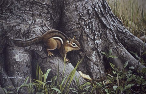 Framed Wary Glance Print