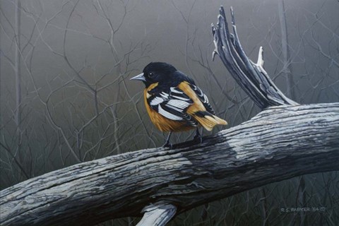 Framed Redstart Print