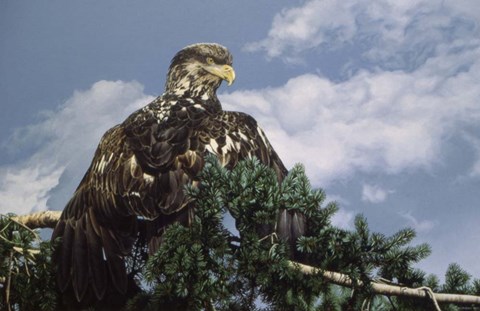 Framed Taking In The Sun Print