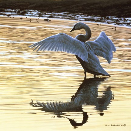 Framed Evening Reflections Print