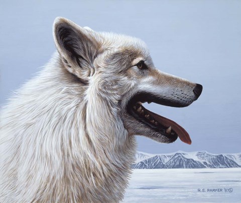 Framed Arctic Wolf Portrait Print