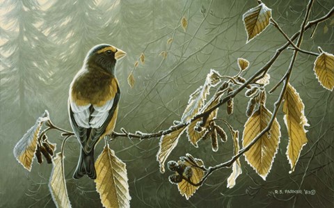 Framed Frosty Alder Print