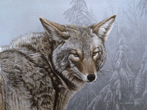 Framed Coyote Portrait Print