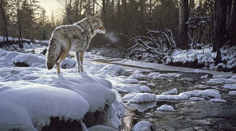 Framed Winter Creek - Coyote Print