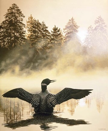 Framed Misty Dawn - Loon Print