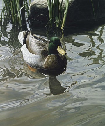 Framed Reflections Print