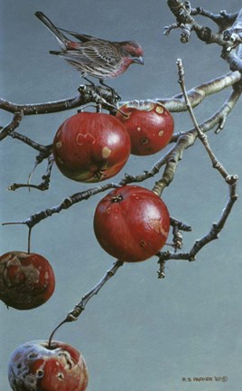 Framed Winter Apples - Purple Finch Print