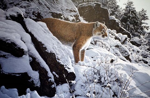 Framed Winter Lookout- Cougar Print
