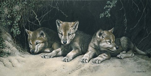 Framed Three Little Wolves Print