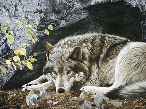Framed Resting Spot - Wolf Print