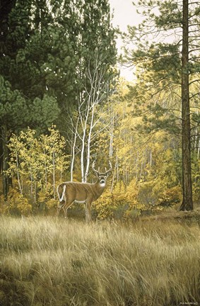Framed Autumn Aspen - White Tailed Deer Print