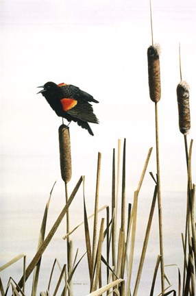 Framed Early Arrival- Red- Winged Blackbird Print