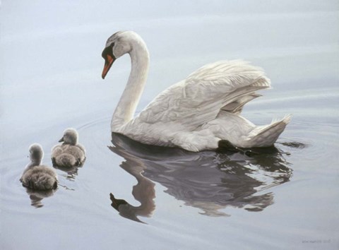 Framed Mute Swan And Two Cygnets Print