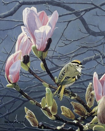 Framed Kinglet And Magnolia Print