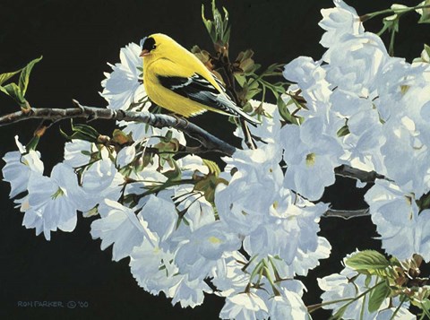 Framed Goldfinch And Blossoms Print