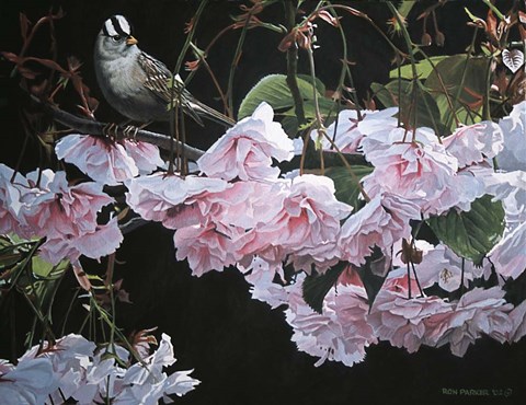 Framed Apple Blossoms Print