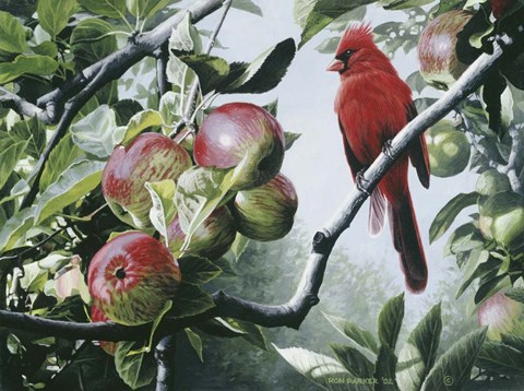 Framed Cardinal And Apples Print