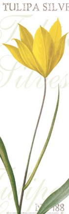 Framed Tulipa Silvestris Print
