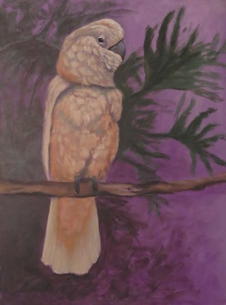 Framed Cockatoo Print