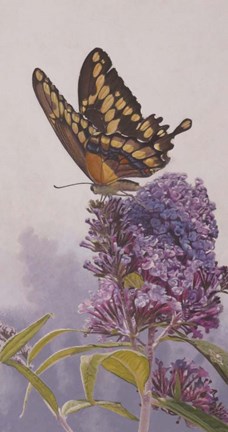 Framed Giant Swallowtail Print
