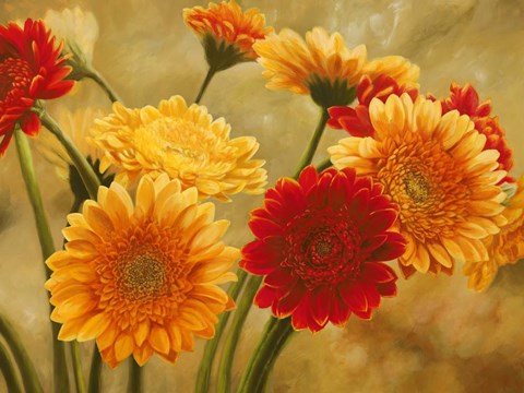 Framed Gerbere nel Sole Print