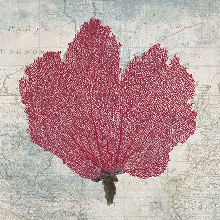 Framed Fan Coral Print