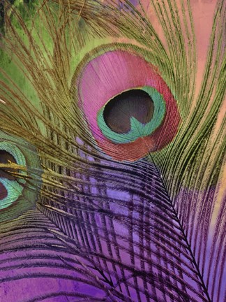 Framed Peacock Candy III Print
