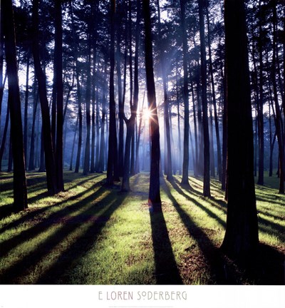 Framed Technicolor Trees 2 Print