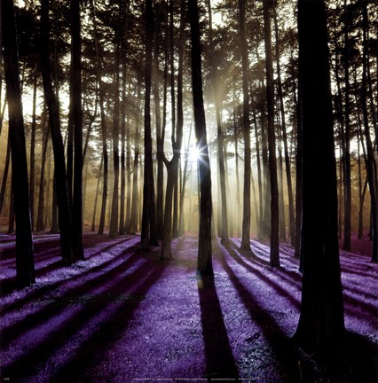 Framed Technicolor Trees 4 Print