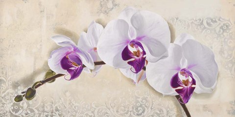 Framed Royal Orchid Print