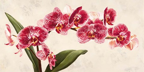 Framed Purple Queens Print