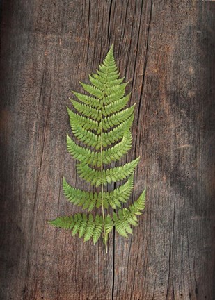 Framed Woodland Fern I Print