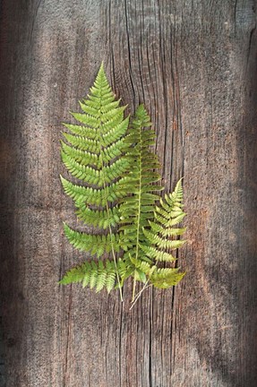 Framed Woodland Fern III Print