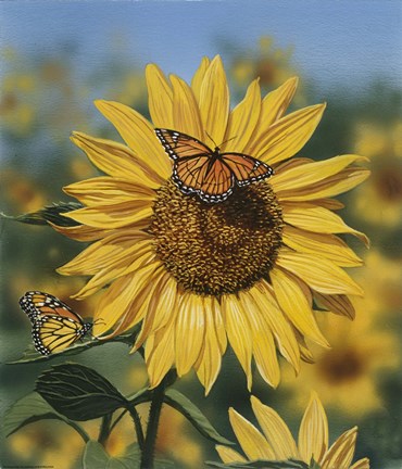 Framed Sunflower/Butterflies Print