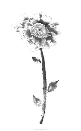 Framed Ink Rose Print