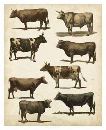 Framed Antique Cow Chart Print