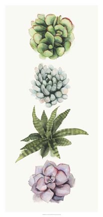 Framed Row of Succulents II Print