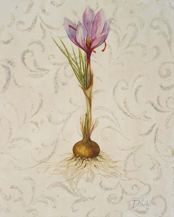 Framed Botanica III Print