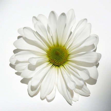 Framed White Daisy II Print
